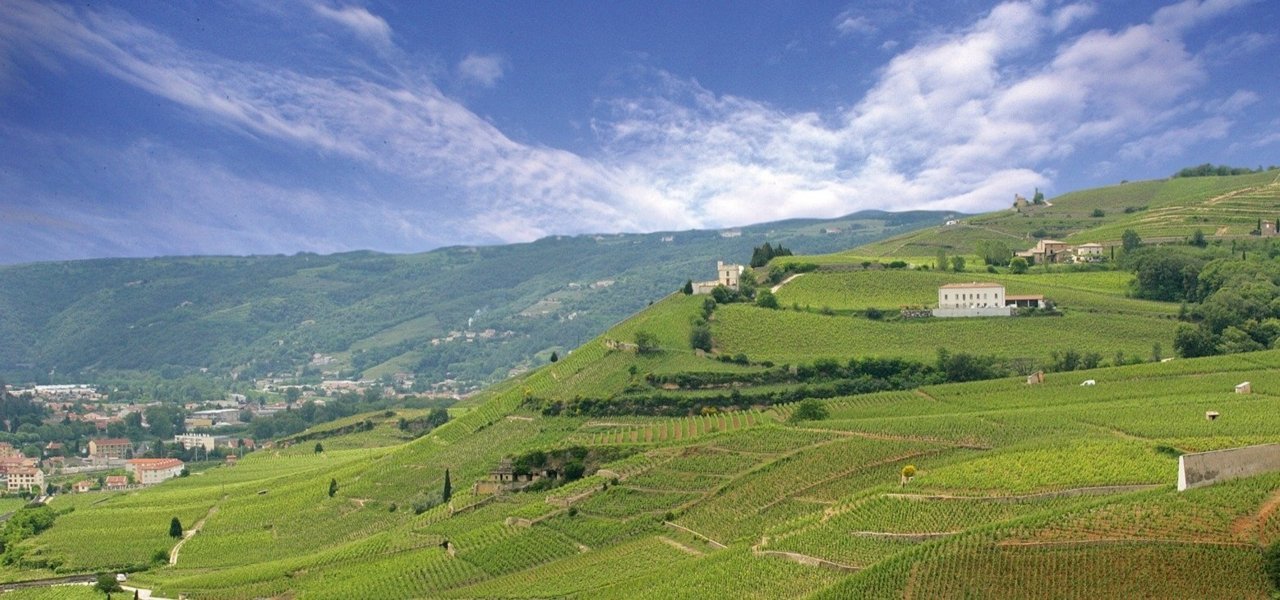 Vineyards and hills